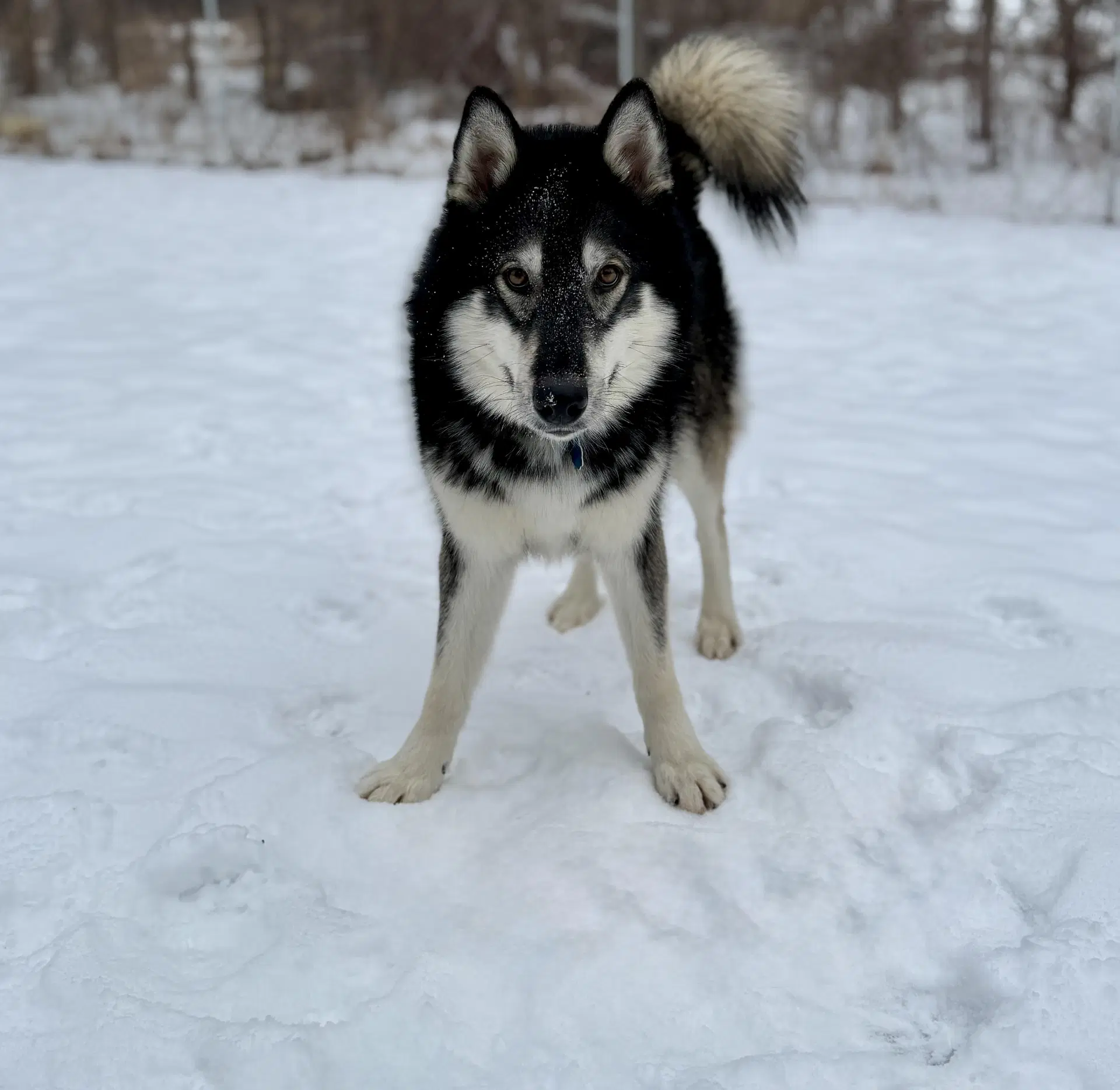 Mount Everest - Husky