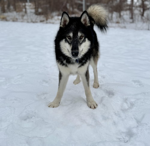 picture of the dog needing adoption