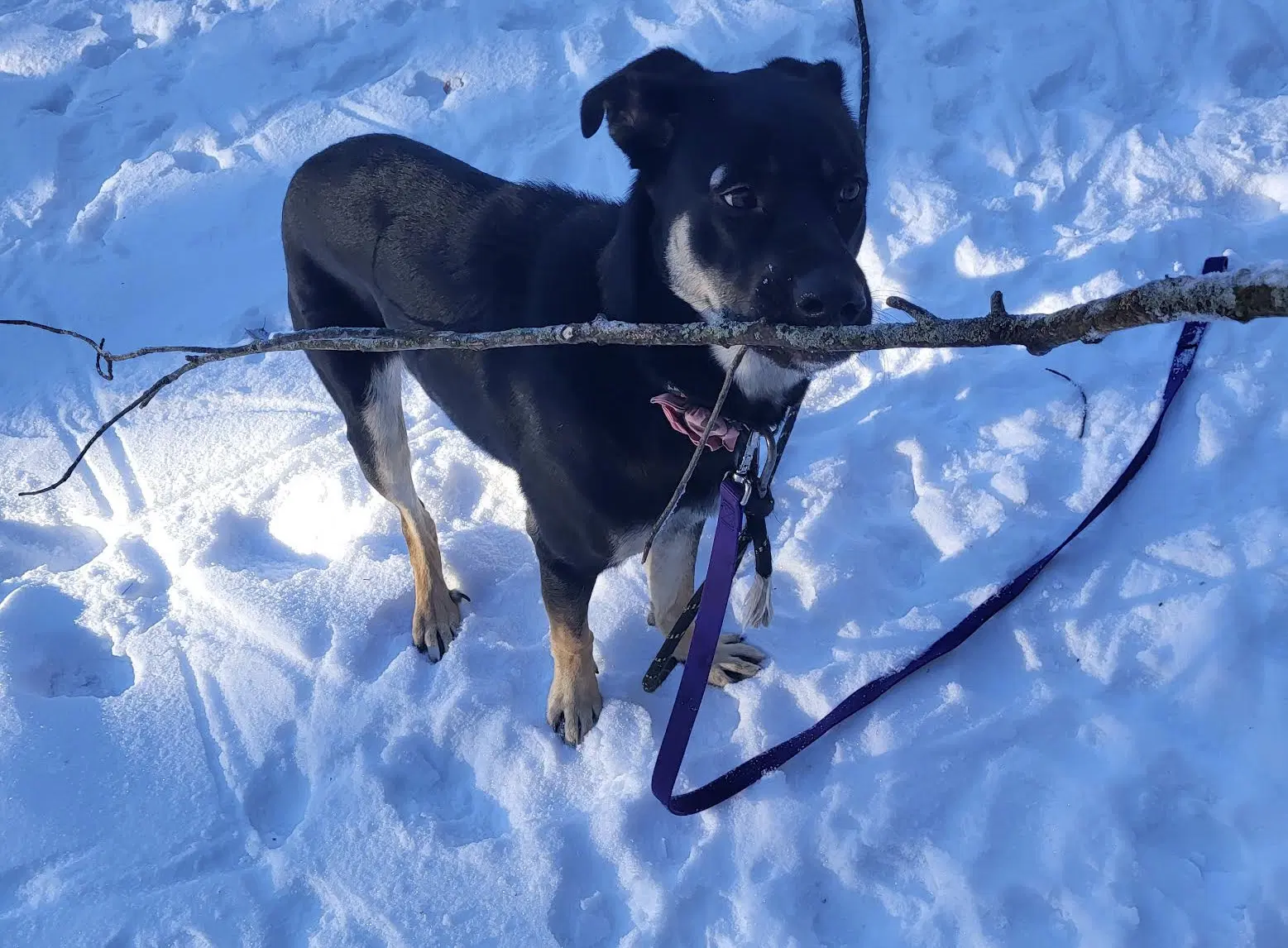 Bailey image 3
