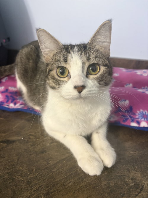picture of the cat needing adoption