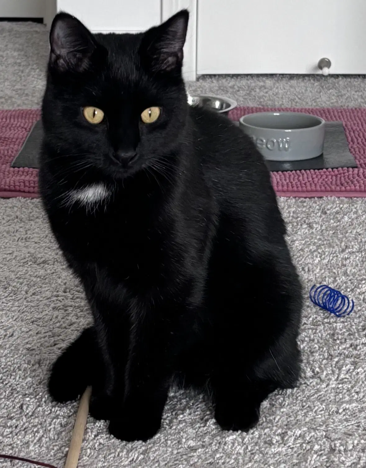 Ash - Domestic Short Hair