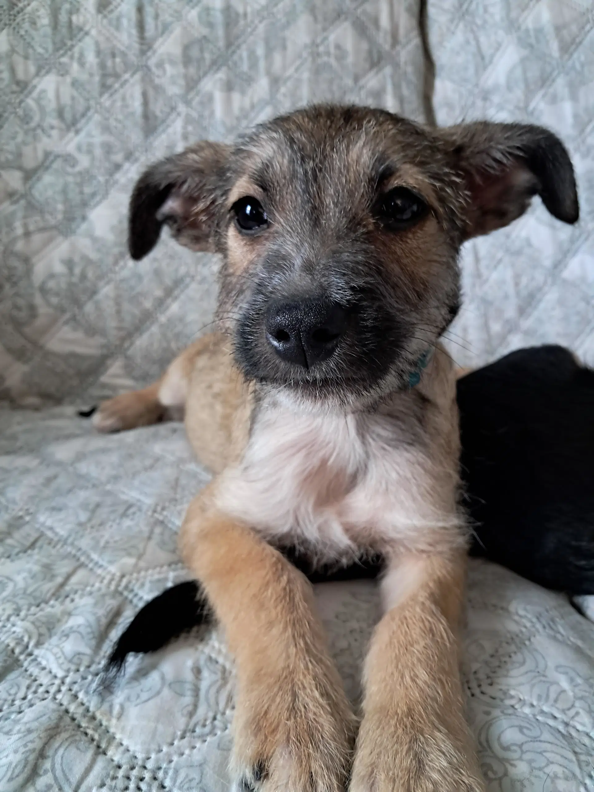 Zelle - Chihuahua