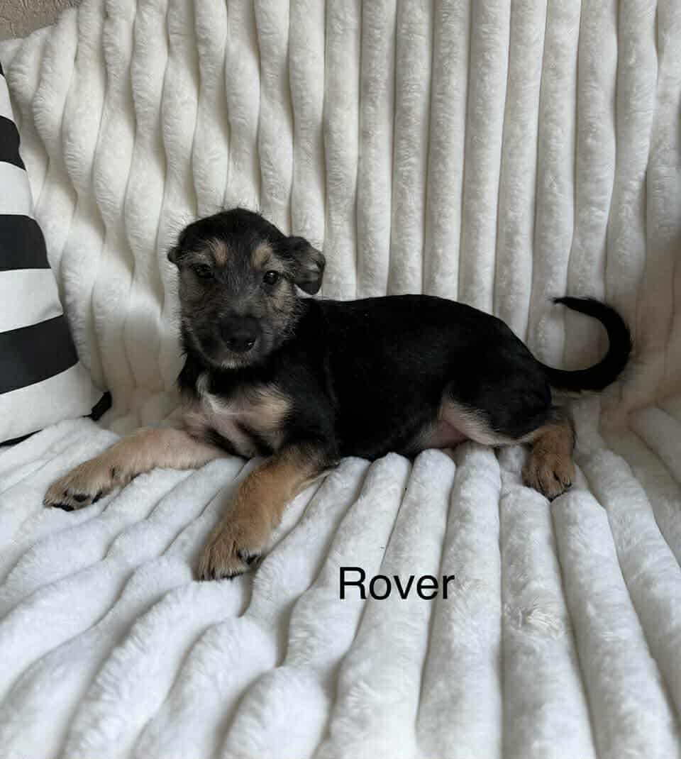 Rover image 2