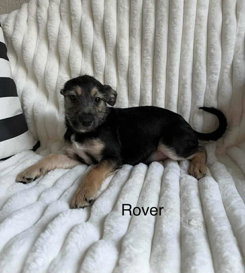Rover photo 2