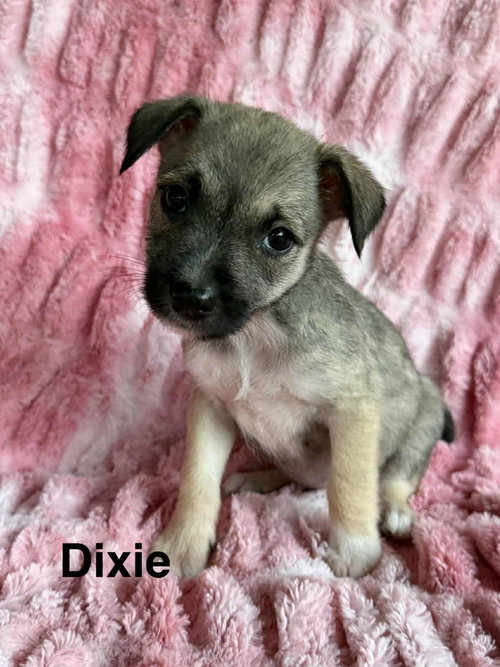 Deedee photo 6