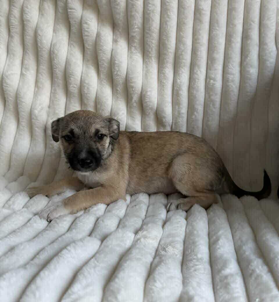 Deedee image 4