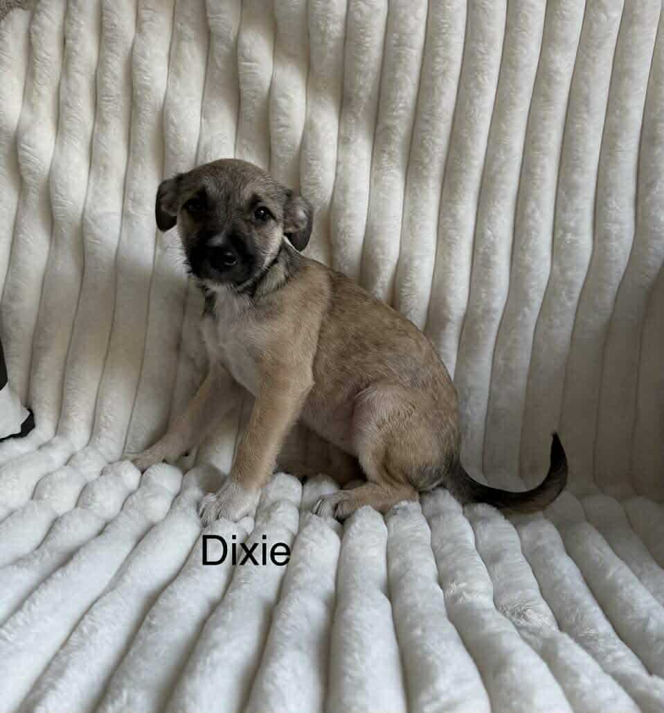 Deedee image 3