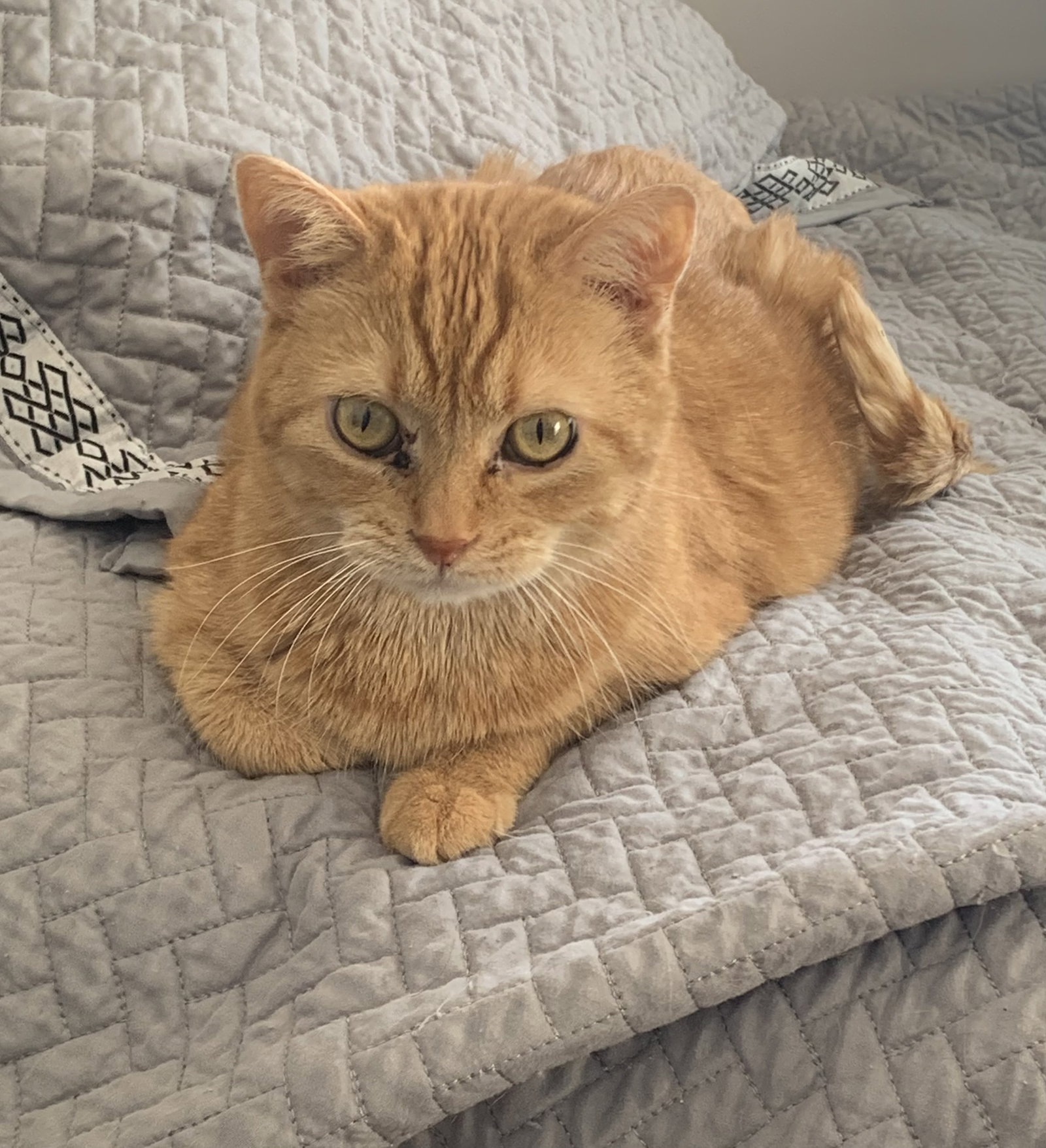 Tobie Image