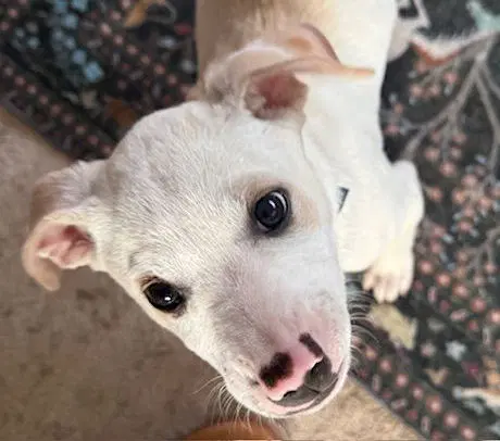 Blazer - Pit Bull Terrier