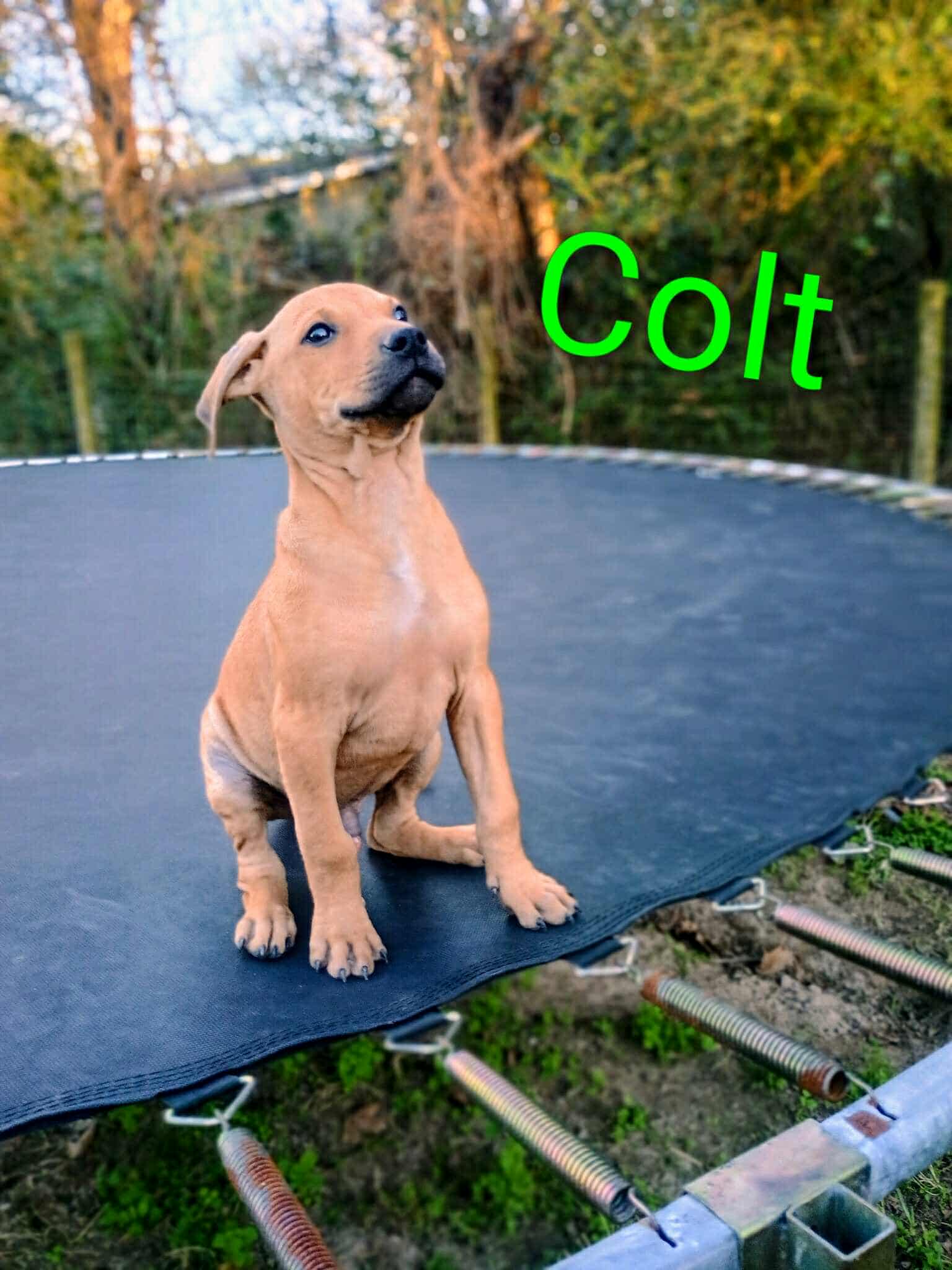 Colt image 4