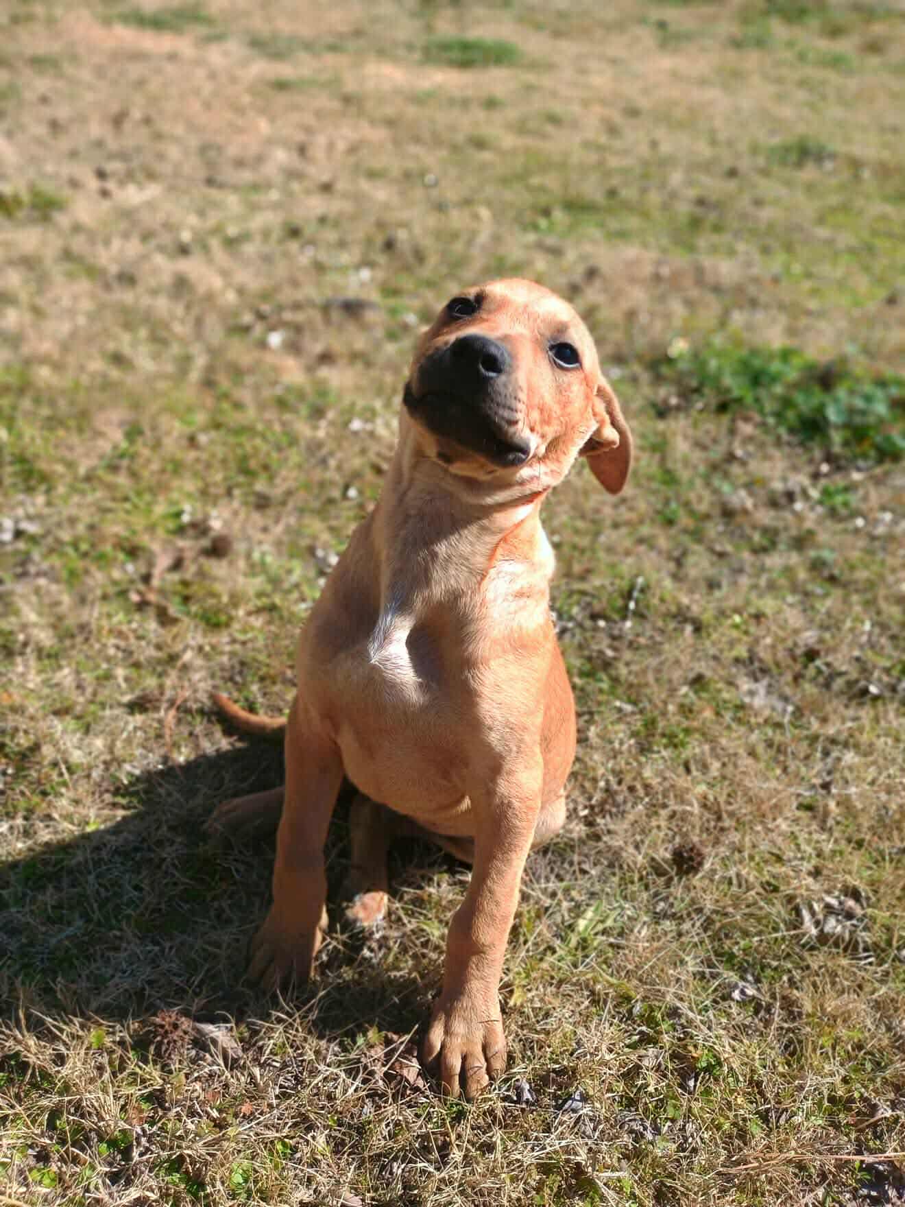 Colt - Pit Bull Terrier