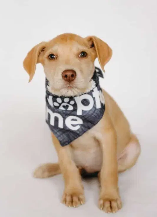 Mack - Staffordshire Bull Terrier