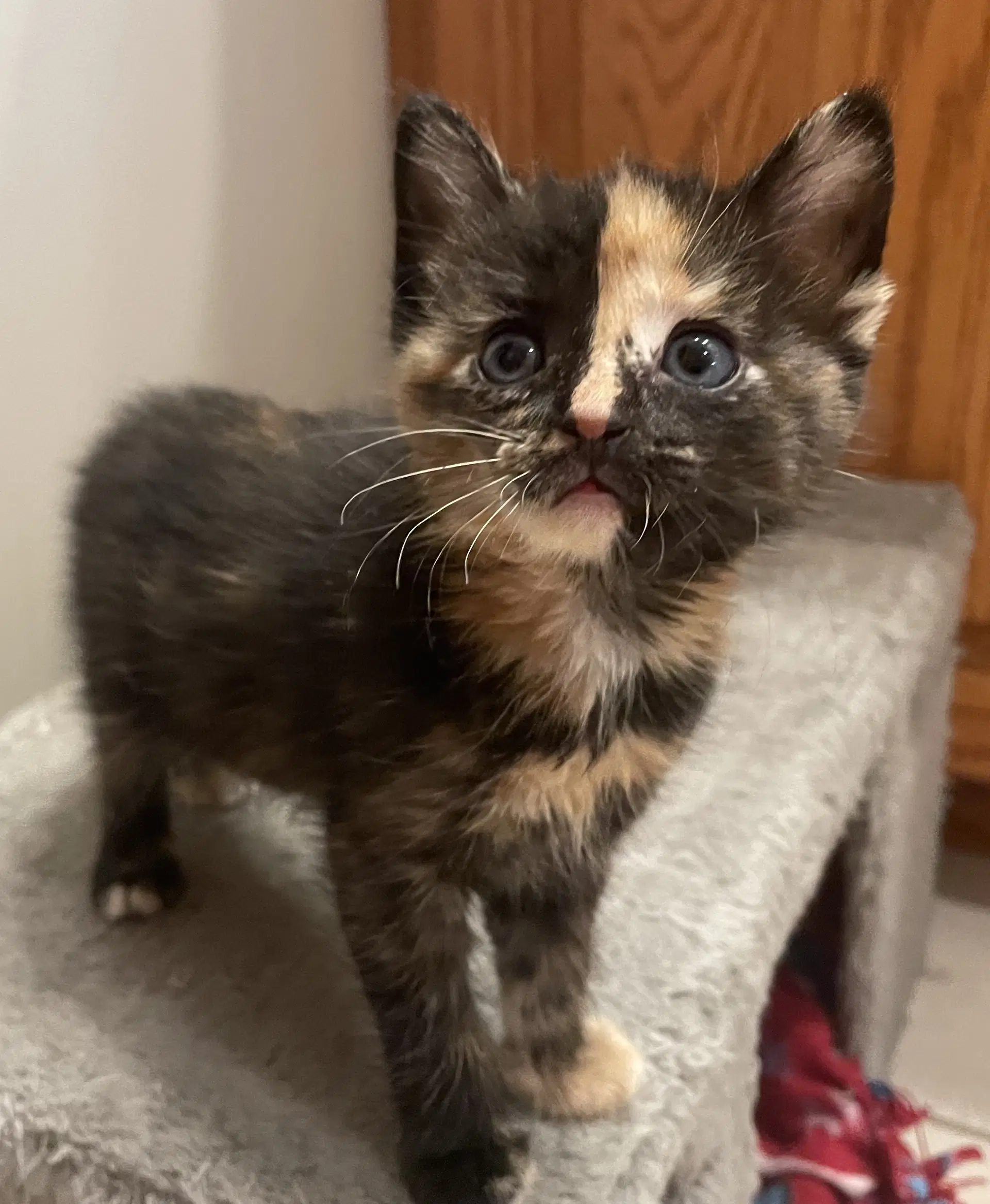 Kara - Tortoiseshell