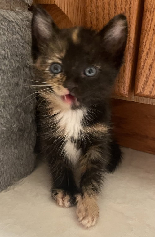 picture of the cat needing adoption