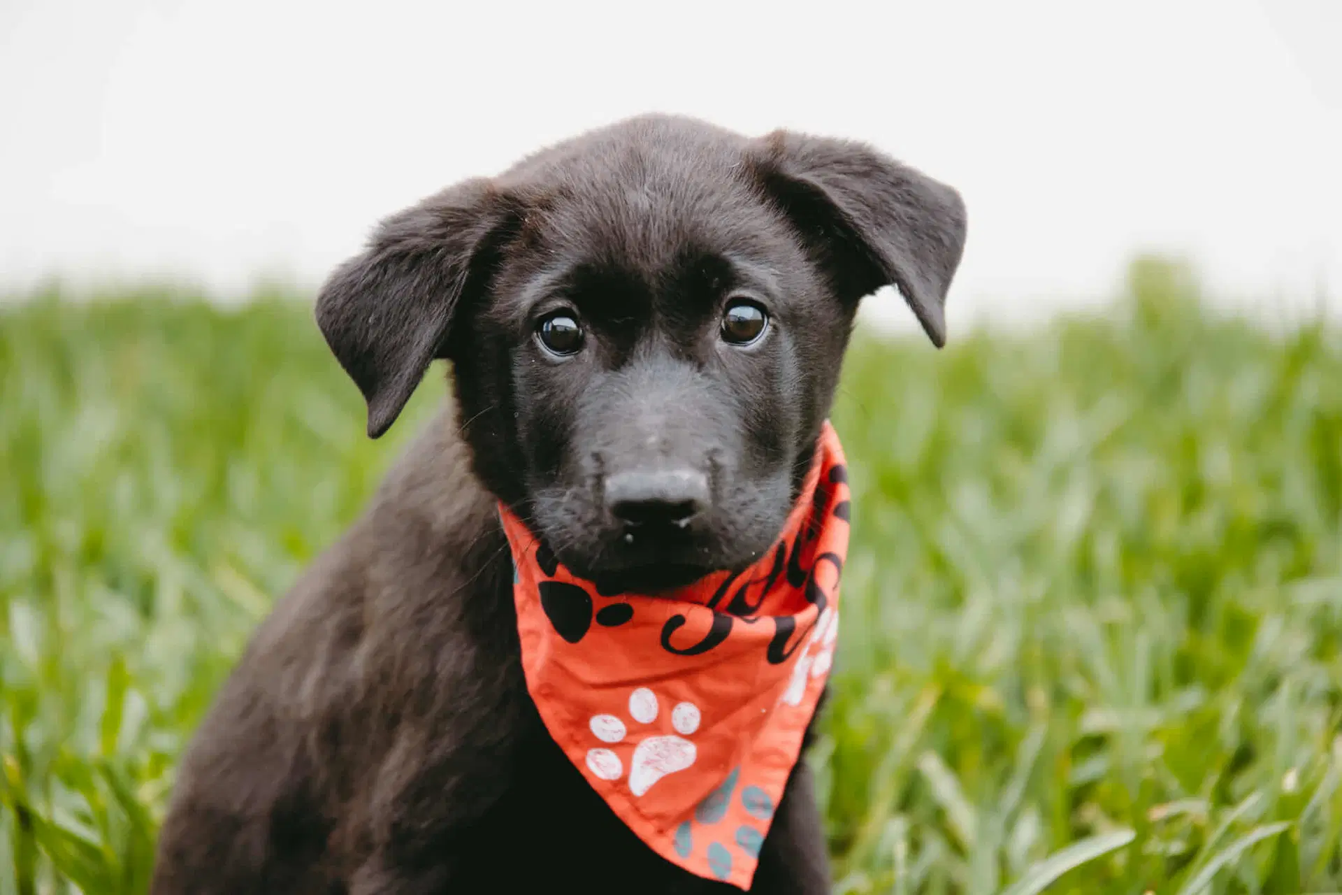 Elroy Jetson - Labrador Retriever