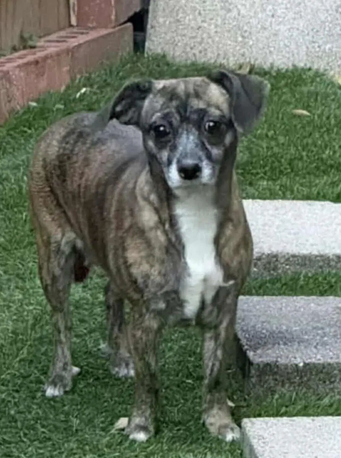 Amaryllis - Chihuahua