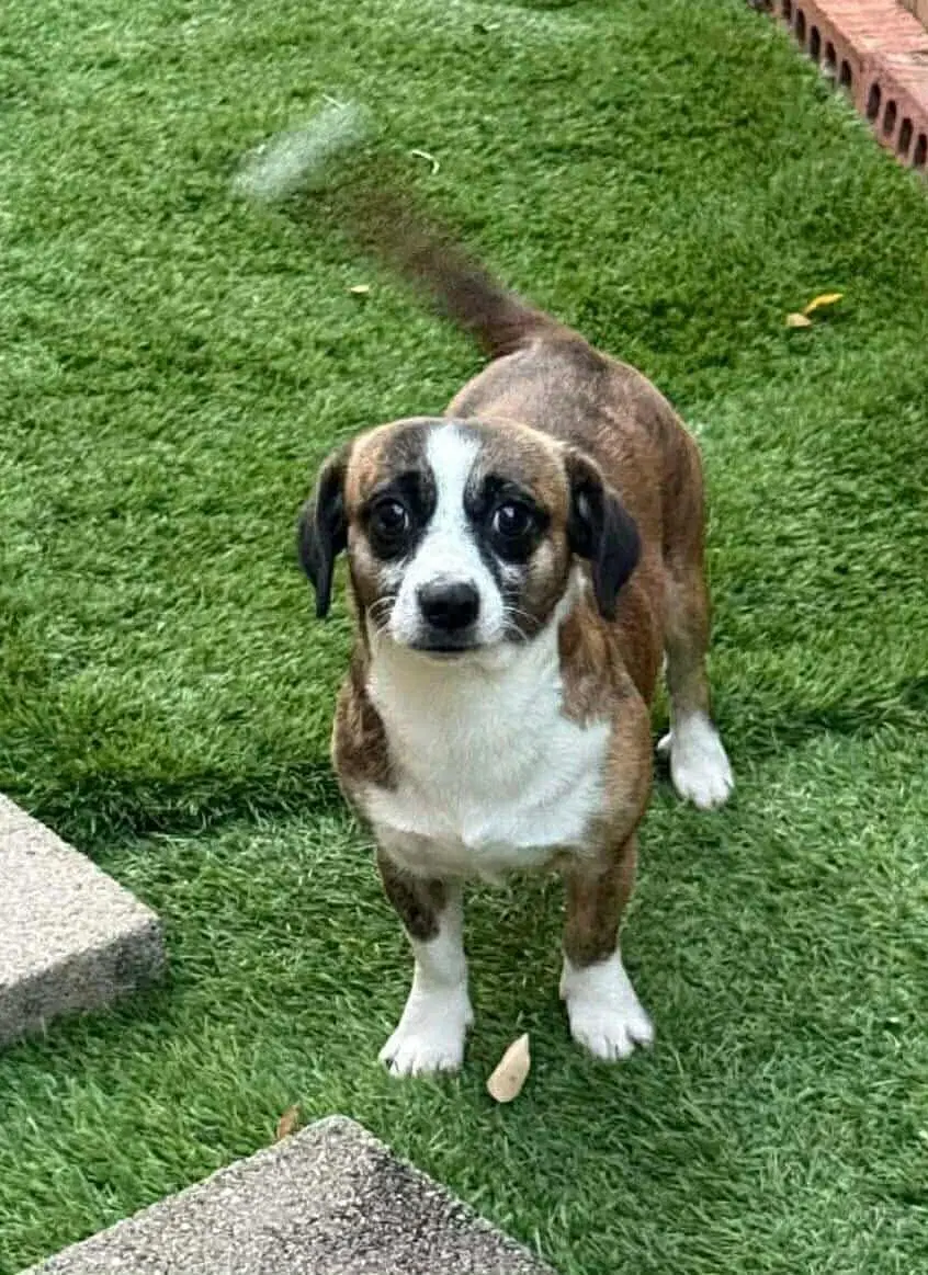 Nicholas - Chihuahua