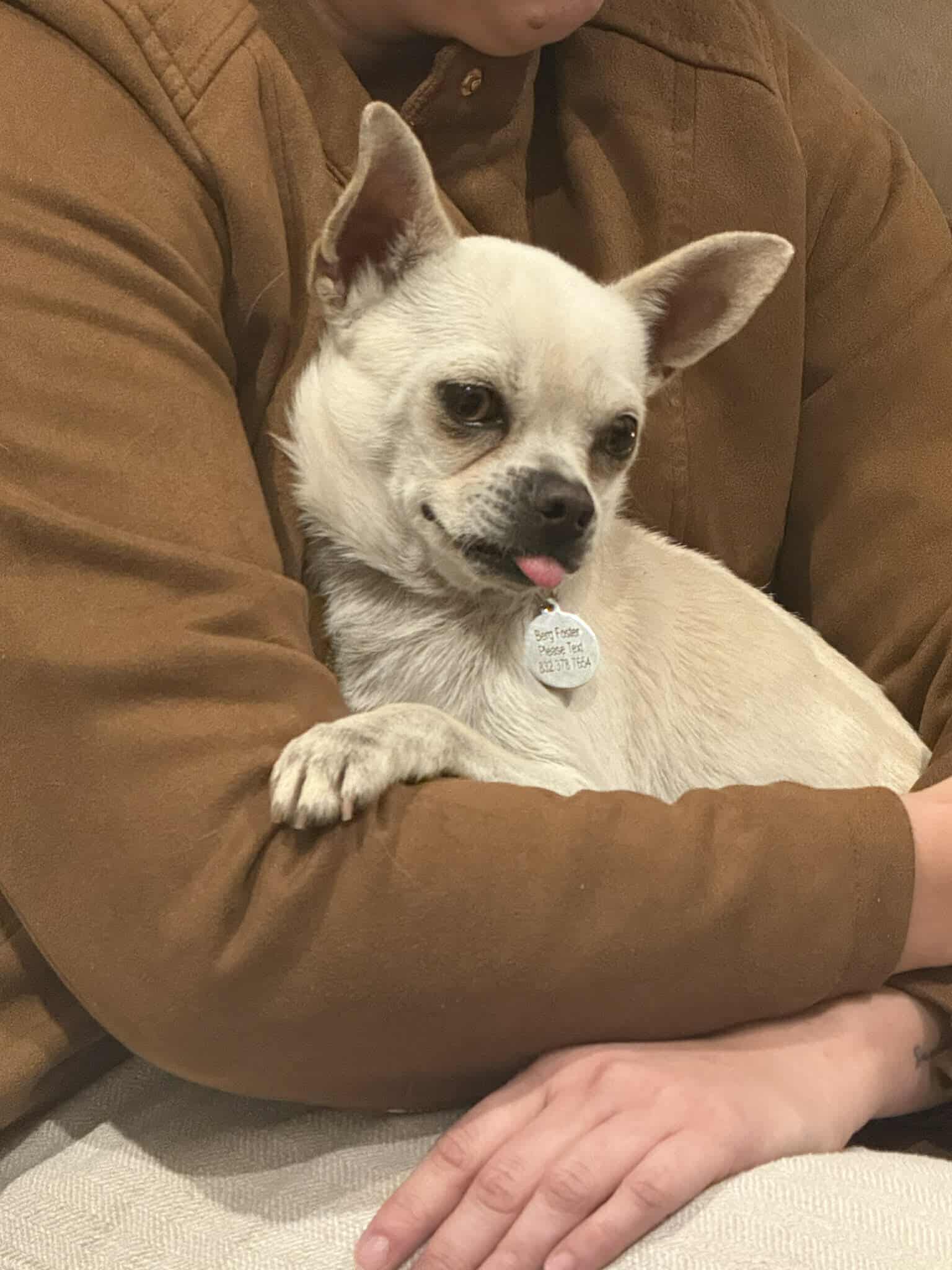 Dominic - Chihuahua