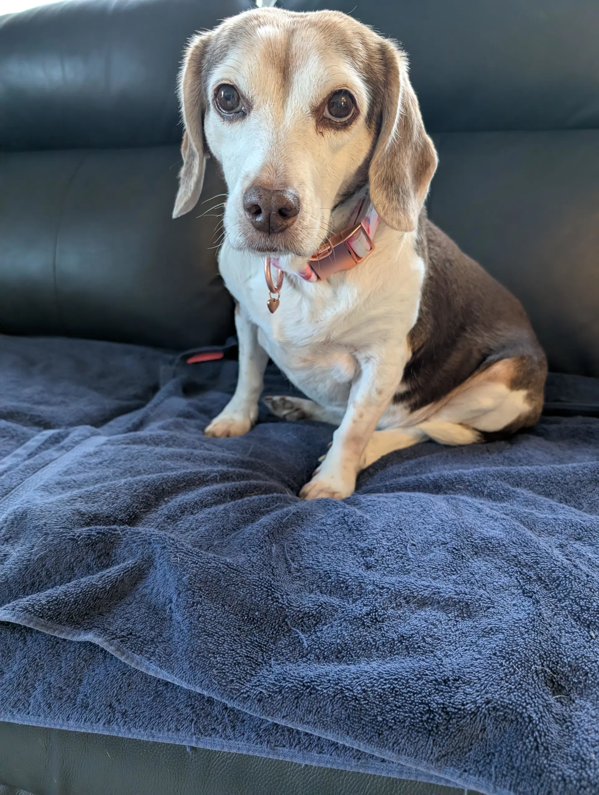 Rosette - Beagle