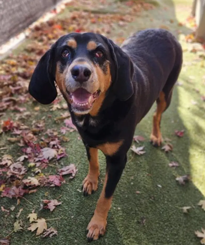 Winny - Bloodhound