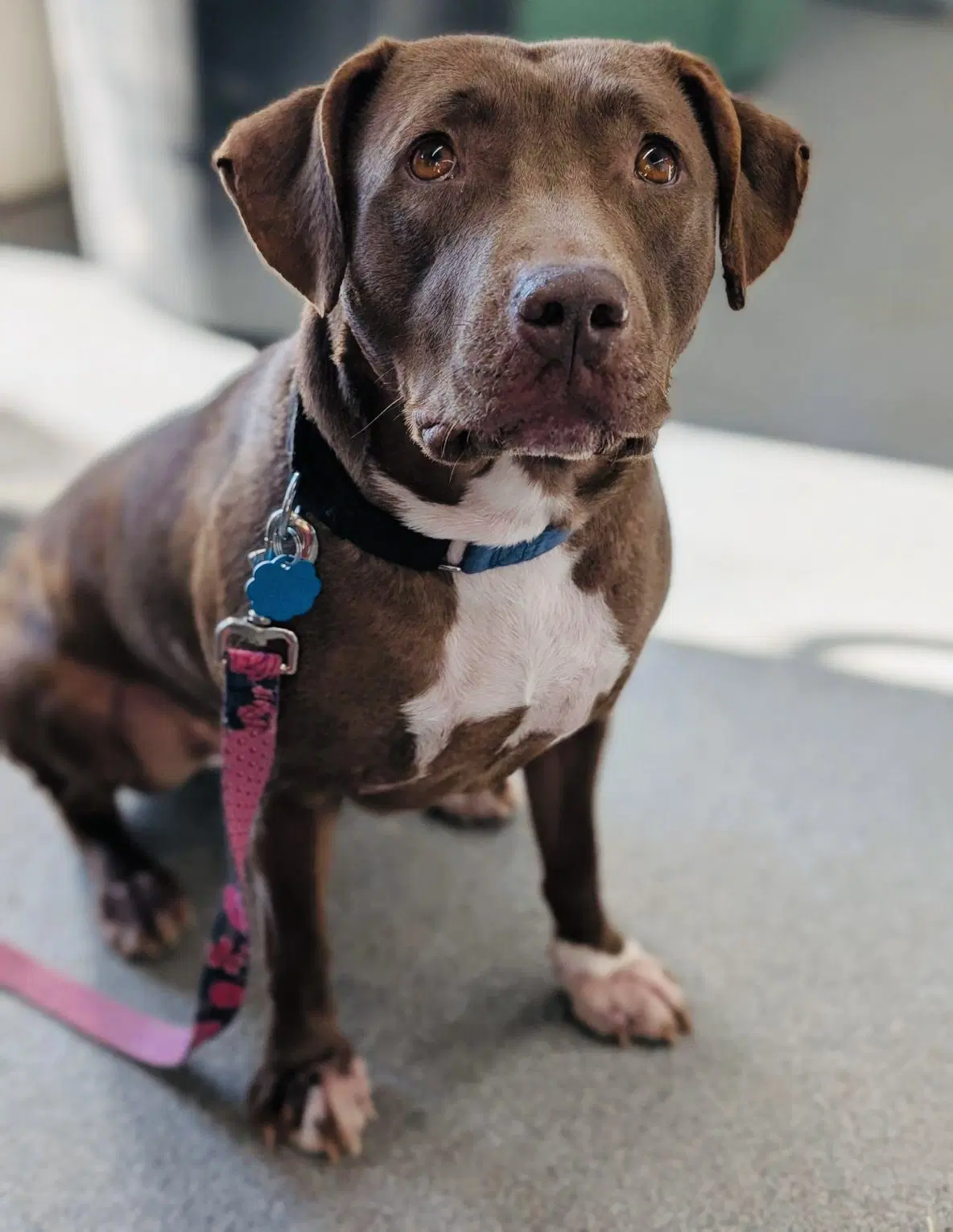 Maris - Pit Bull Terrier