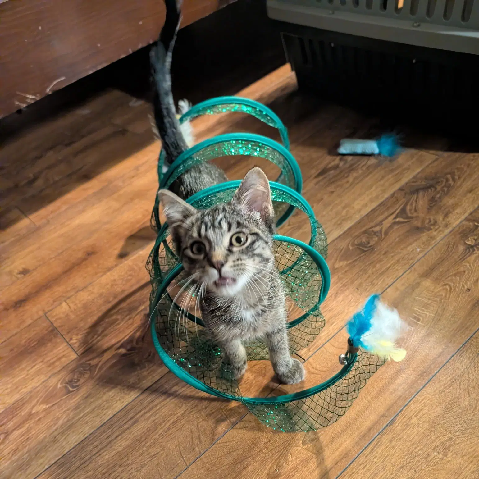 Chase - Domestic Short Hair