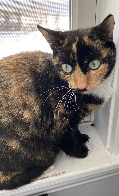 picture of the cat needing adoption