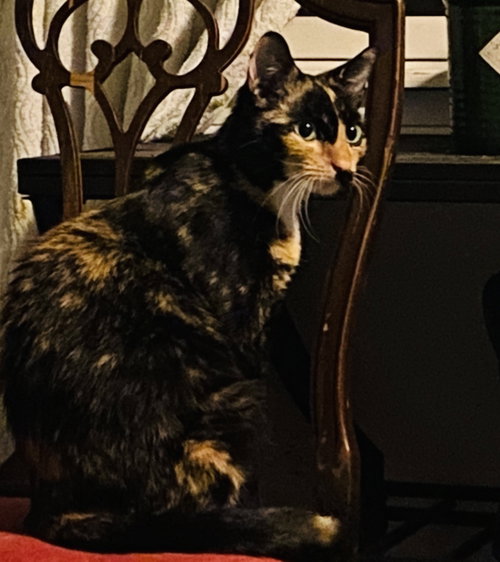 Photo 3 of Petunia