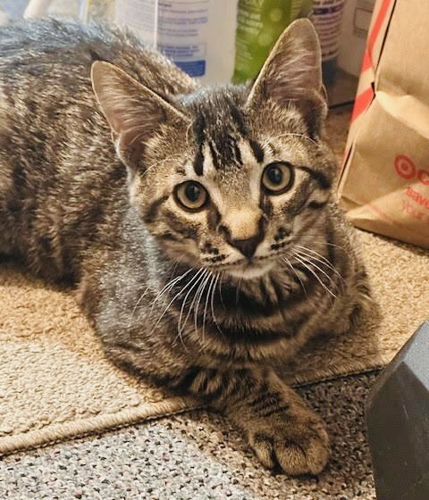picture of the cat needing adoption