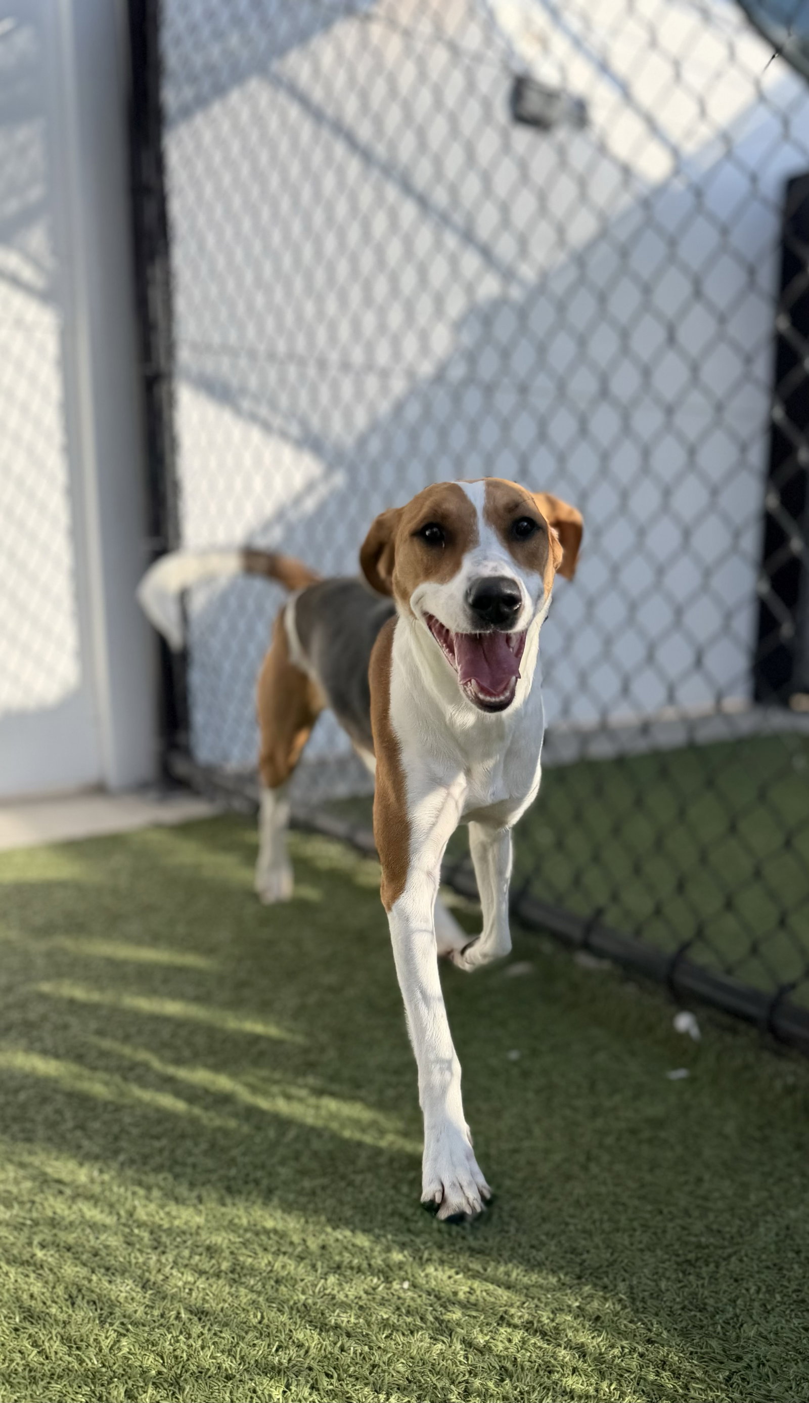 Sadie *Arriving 2/20* Image