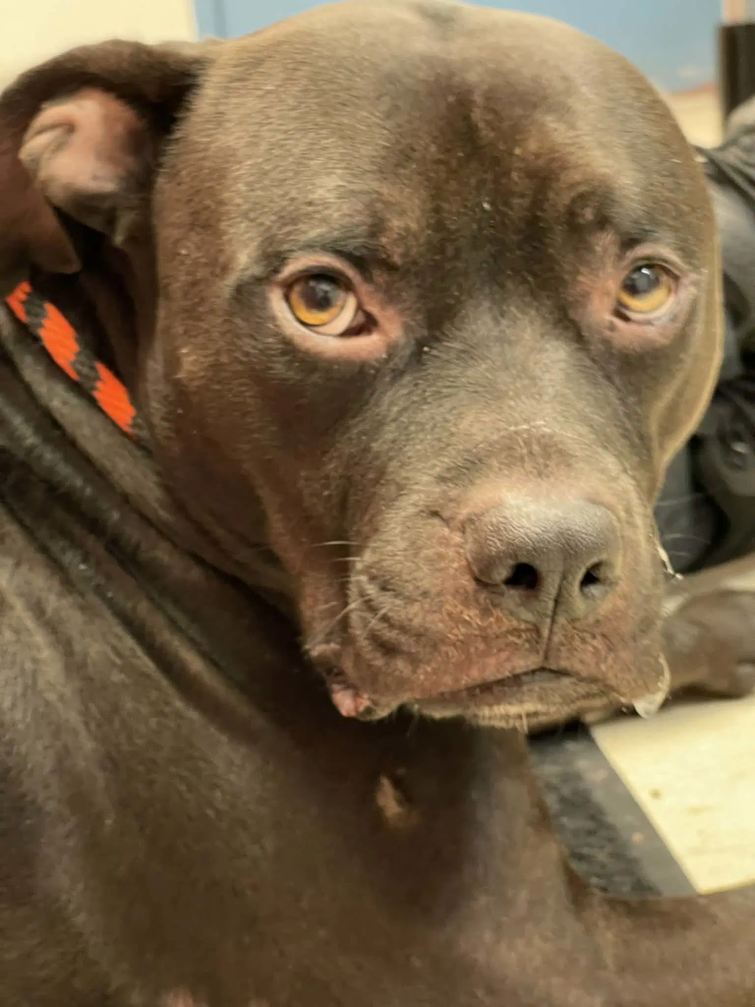Rambo Bambo Bambino - Pit Bull Terrier