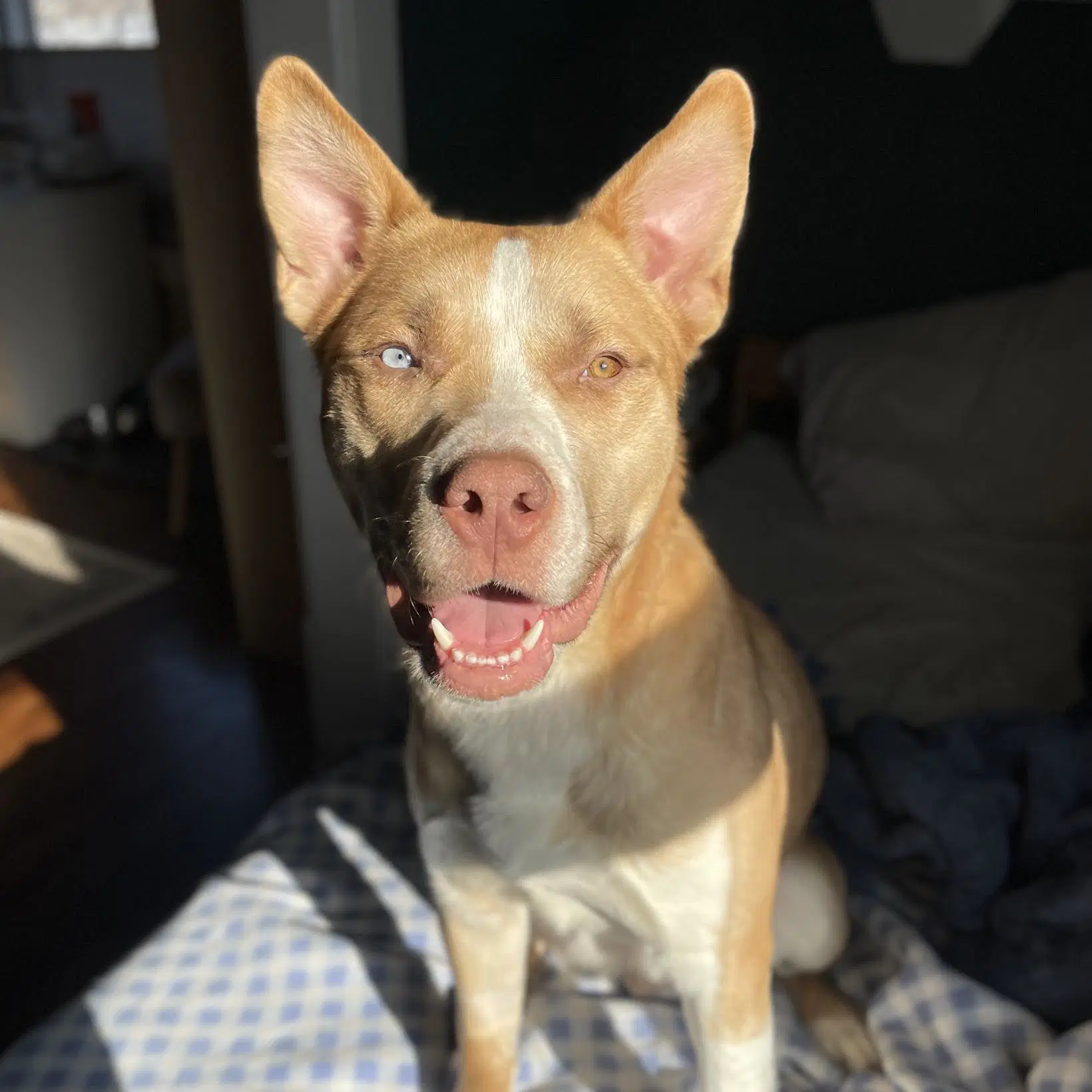 Dug - Labrador