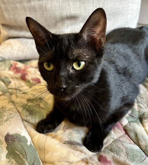 picture of the cat needing adoption