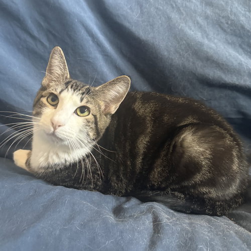 picture of the cat needing adoption