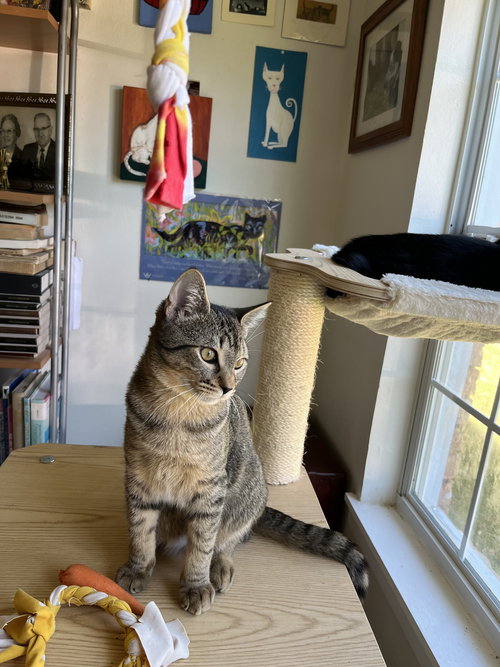 picture of the cat needing adoption