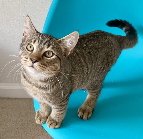 picture of the cat needing adoption
