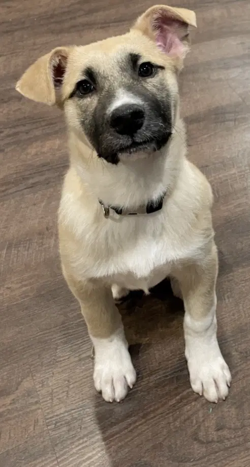 Pistachio - German Shepherd Dog