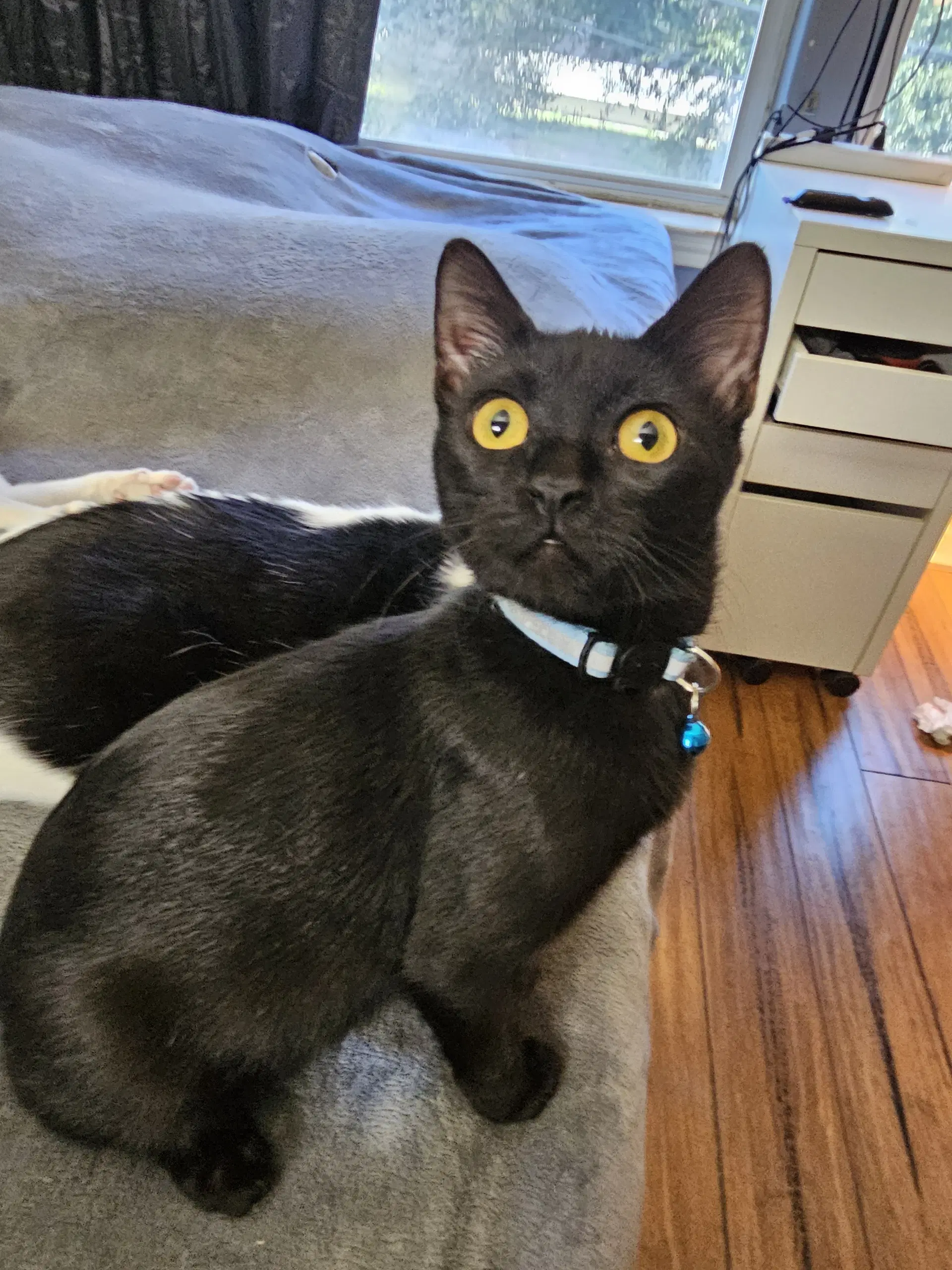 Theadora - Domestic Short Hair