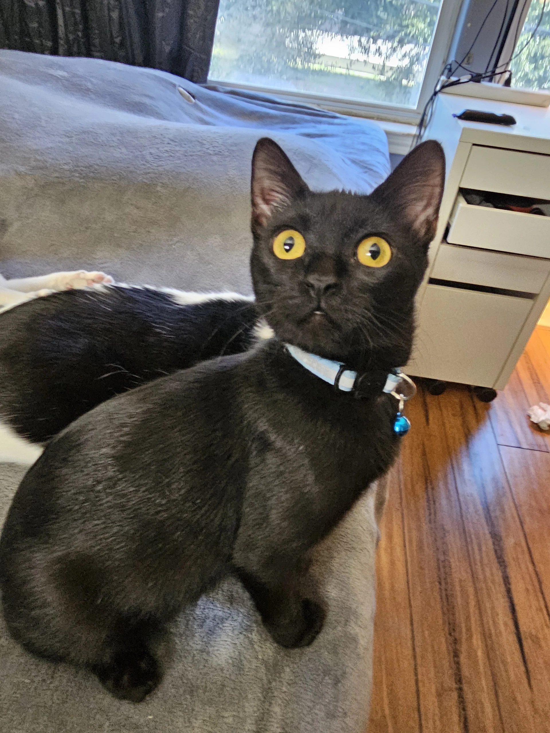 Theadora