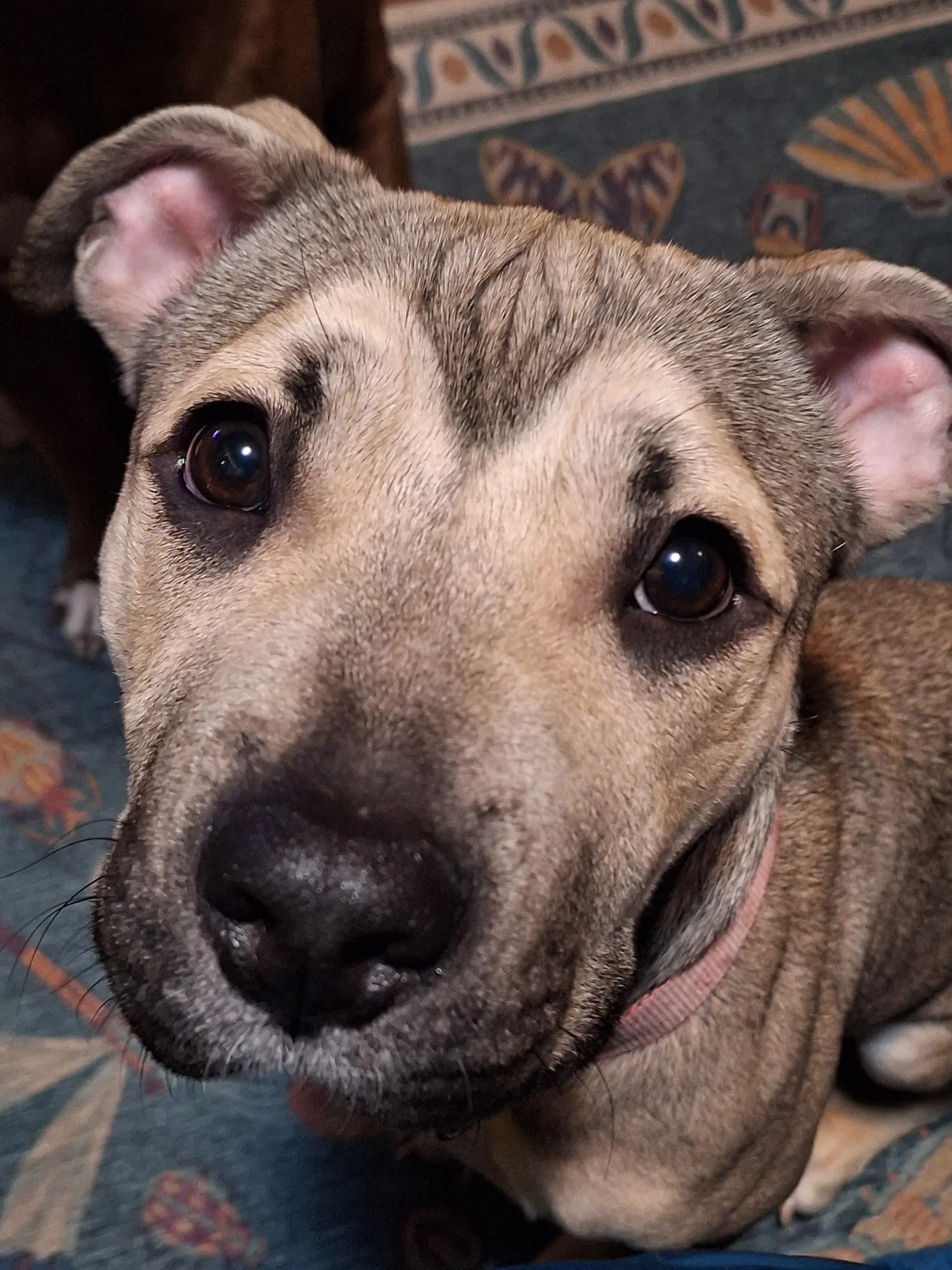 Stevie Marie - Pit Bull Terrier