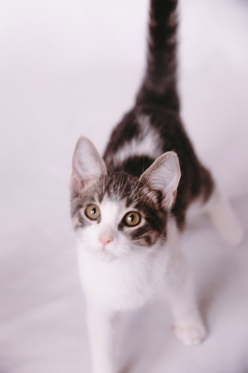 Alpha, Young Domestic Short Hair / Mixed (short coat), cat for adoption in Coon Rapids, Minnesota
