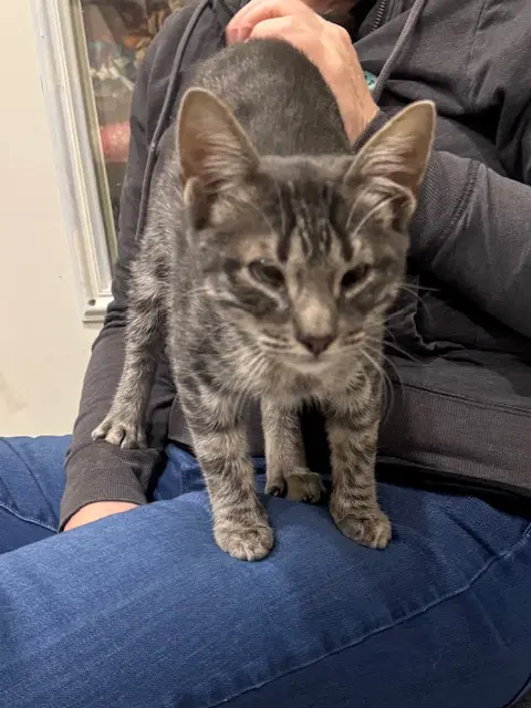 Apollo - Domestic Short Hair