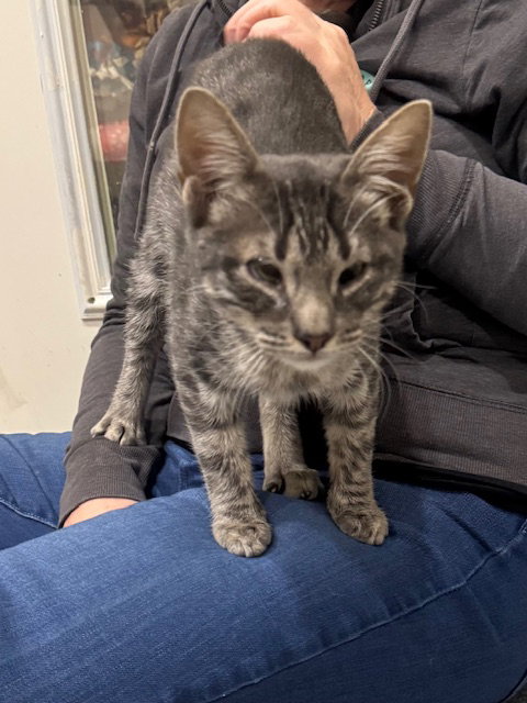 Apollo, Young Domestic Short Hair / Mixed (short coat), cat for adoption in Coon Rapids, Minnesota