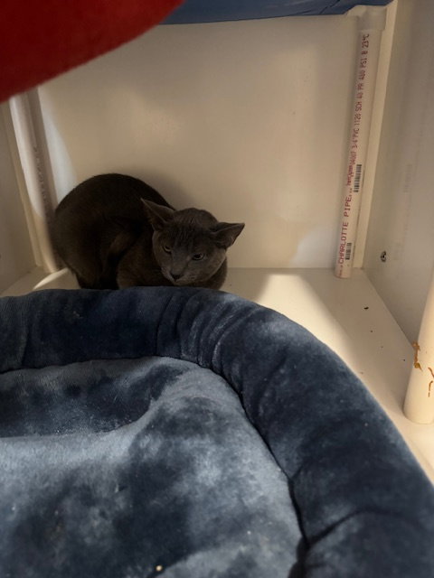 Asher, Young Domestic Short Hair / Mixed (short coat), cat for adoption in Coon Rapids, Minnesota