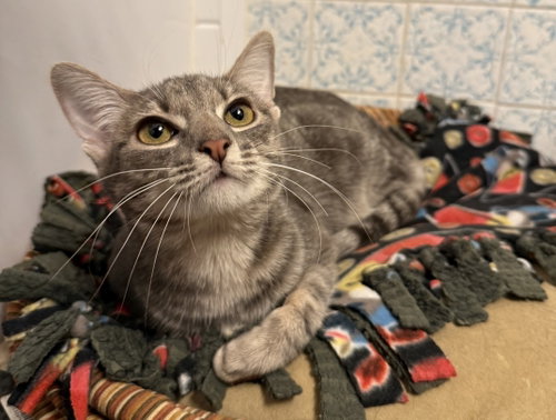 QueenBey, Young Domestic Short Hair / Mixed (short coat), cat for adoption in Coon Rapids, Minnesota