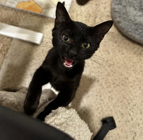 Saint, Baby Domestic Short Hair / Mixed (short coat), cat for adoption in Coon Rapids, Minnesota