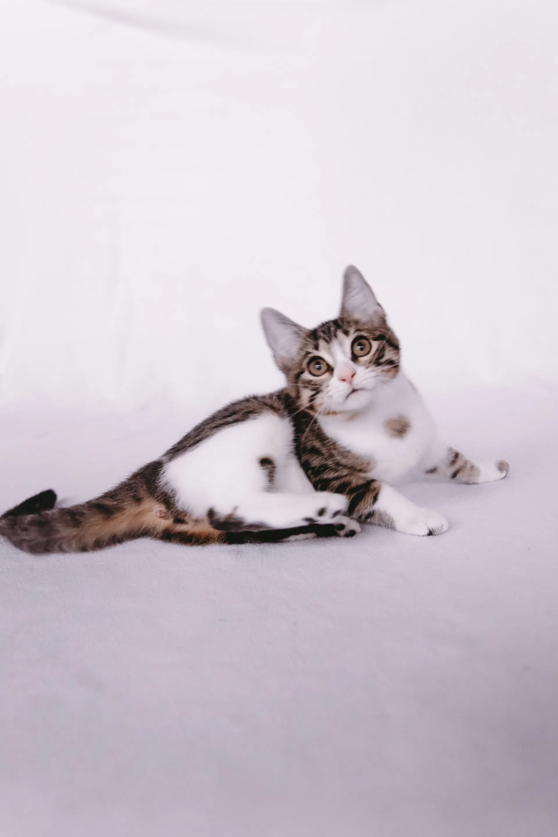 Delta - Domestic Short Hair