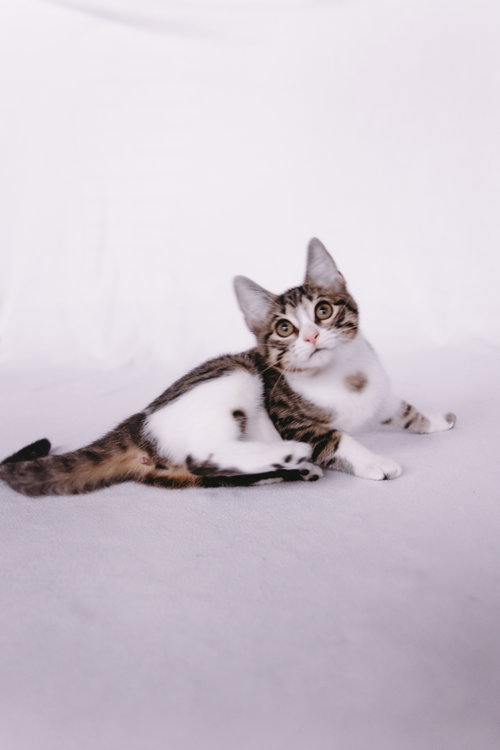 Delta, Young Domestic Short Hair / Mixed (short coat), cat for adoption in Coon Rapids, Minnesota