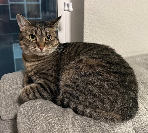 picture of the cat needing adoption
