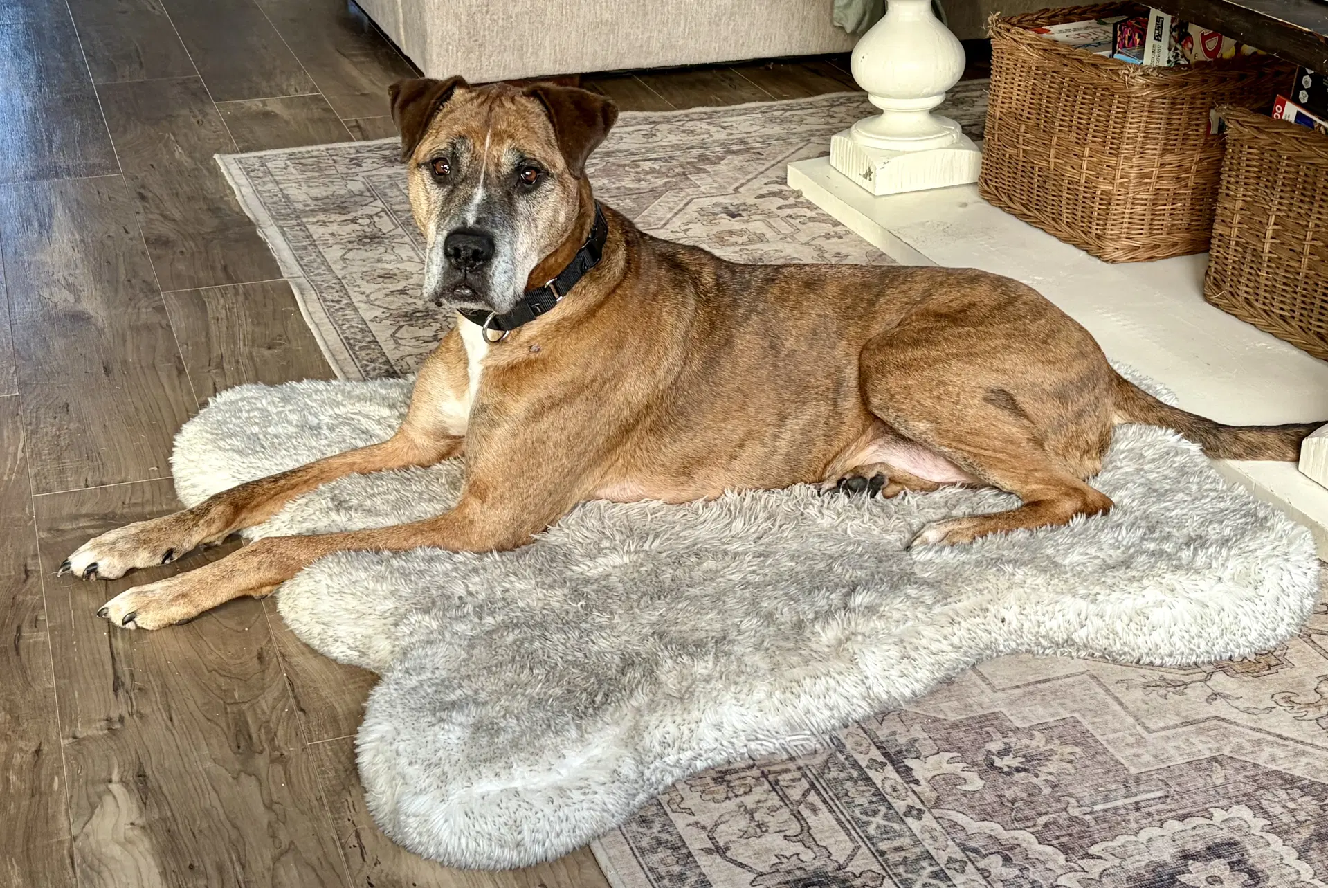 Brutus - Great Dane
